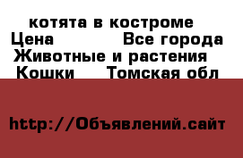 котята в костроме › Цена ­ 2 000 - Все города Животные и растения » Кошки   . Томская обл.